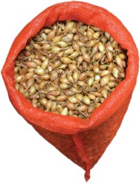 GEMMA ONION BULBS THICK 2124MM STURON 500GR 15305 GEMMA ΚΟΚΚΑΡΙ - ΒΟΛΒΟΙ ΚΡΕΜΜΥΔΙΟΥ ΧΟΝΤΡΟ 21/24MM STURON 500GR 15305